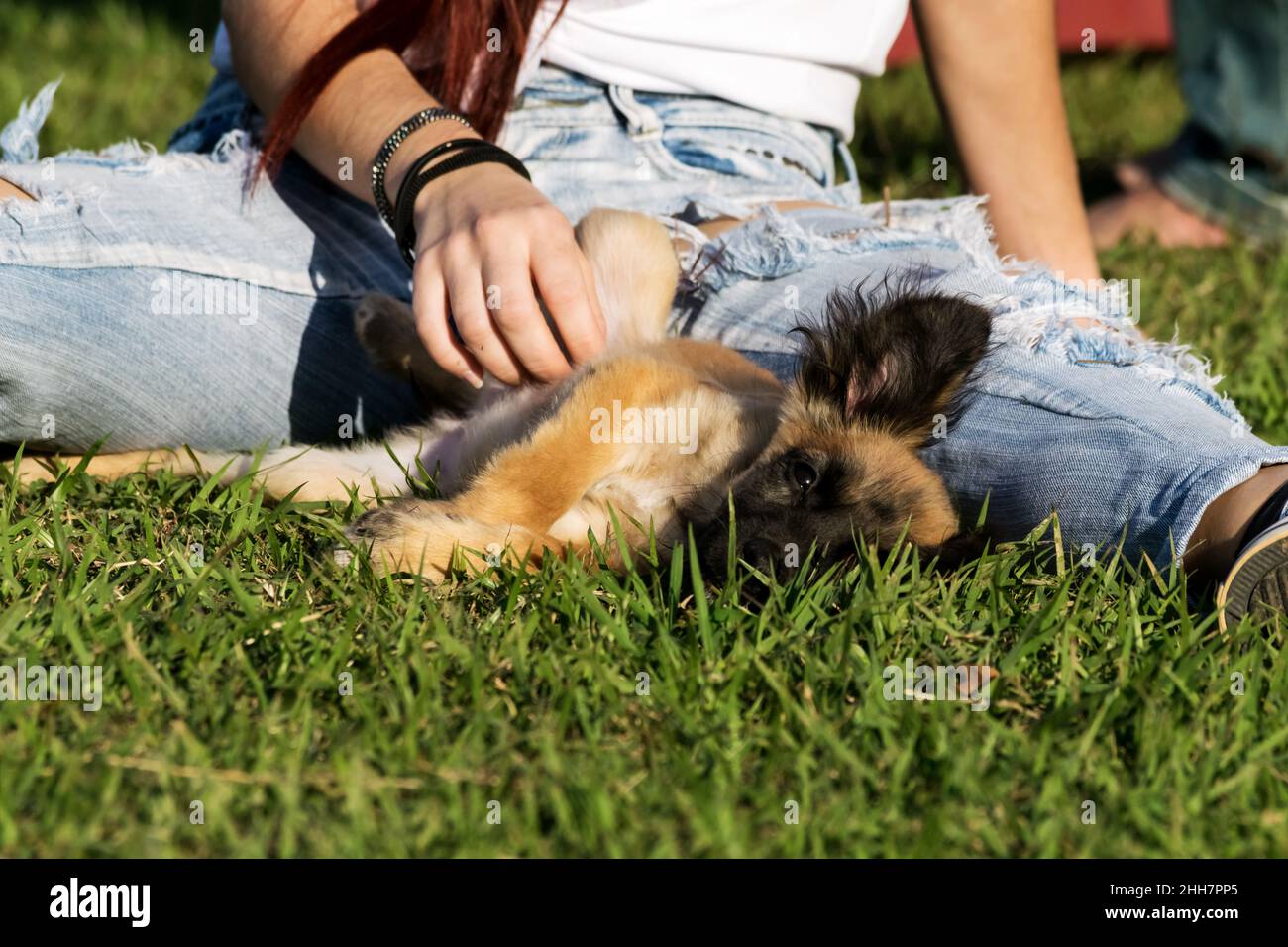 Kleiner pelziger Halbbrüter brauner Hund, der auf dem Gras zwischen den offenen Beinen einer weiblichen Person mit leichten Jeans liegt, wird der Hund auf den Bauch gestreichelt Stockfoto