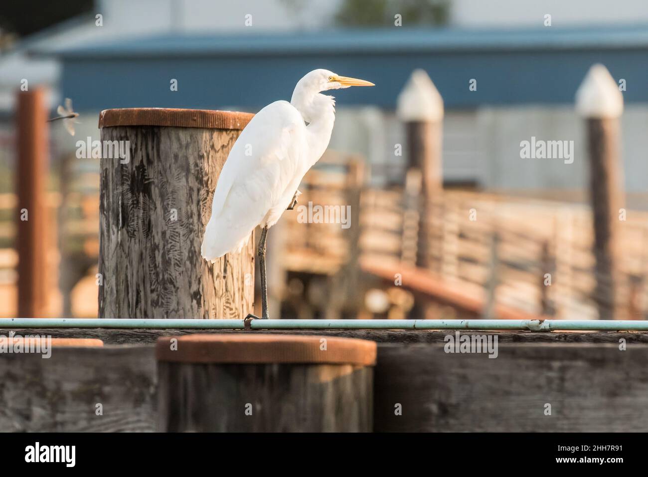 Toller Reiher an einem Dock Stockfoto