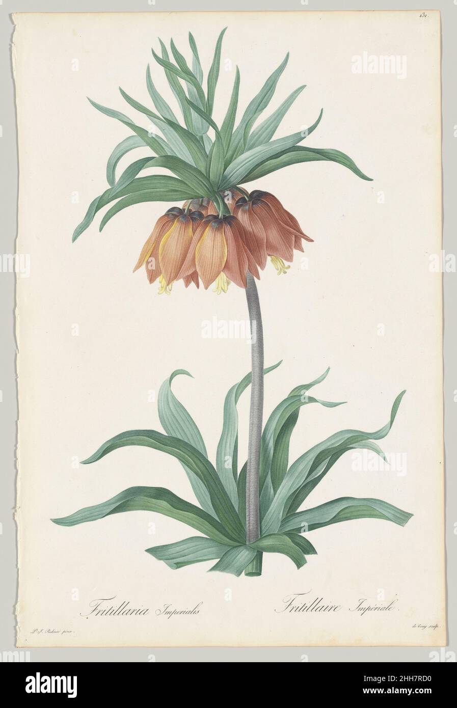 Tafel 131, Fritillaria Imperialis; aus 'Les Liliacées' 1802–16 Pierre Joseph Redouté Les liliacées, zwischen 1802 und 1816 in achtzig Teilen veröffentlicht, ist das größte und ehrgeizigste Werk Redoutés und vielleicht das, wofür er heute am besten bekannt ist. Jede der 503 Tafeln enthält eine lebensgroße und naturalistische Darstellung einer Blume, die sorgfältig in Stichen und Aquarellen gerendert wurde. Redouté schuf das Portfolio unter der Schirmherrschaft von Josephine Bonaparte, die in ihrem Garten am Château de Malmaison eine große Blumenvielfalt anbaute. Ihre Rosen dienten ebenso als Redoutés Vorbilder für seine Stockfoto