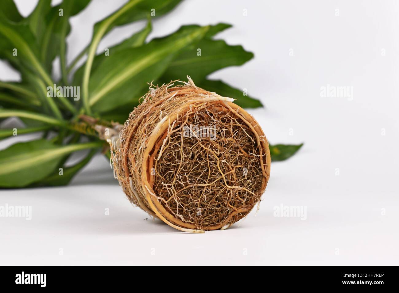 Wurzelballen der Zimmerpflanze, die auf weißem Hintergrund repotting müssen Stockfoto