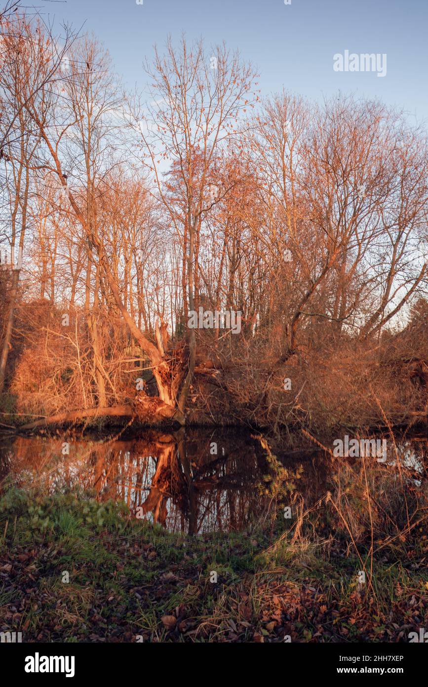 An einem sonnigen Herbsttag spiegeln sich Bäume im Wasser. Stockfoto