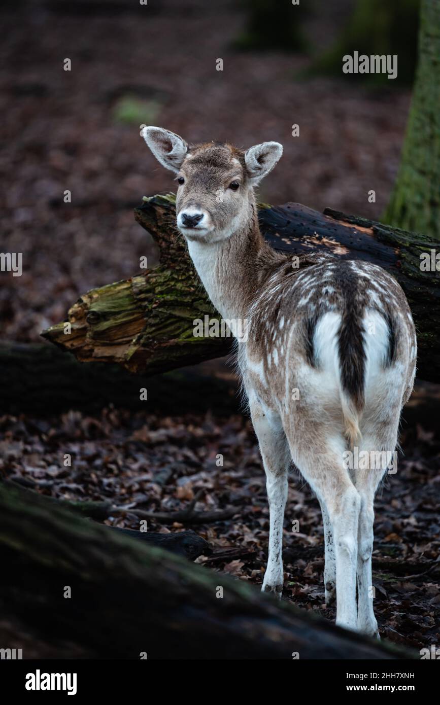 Ein junger Hirsch steht im dunklen Wald und schaut sich um. Stockfoto
