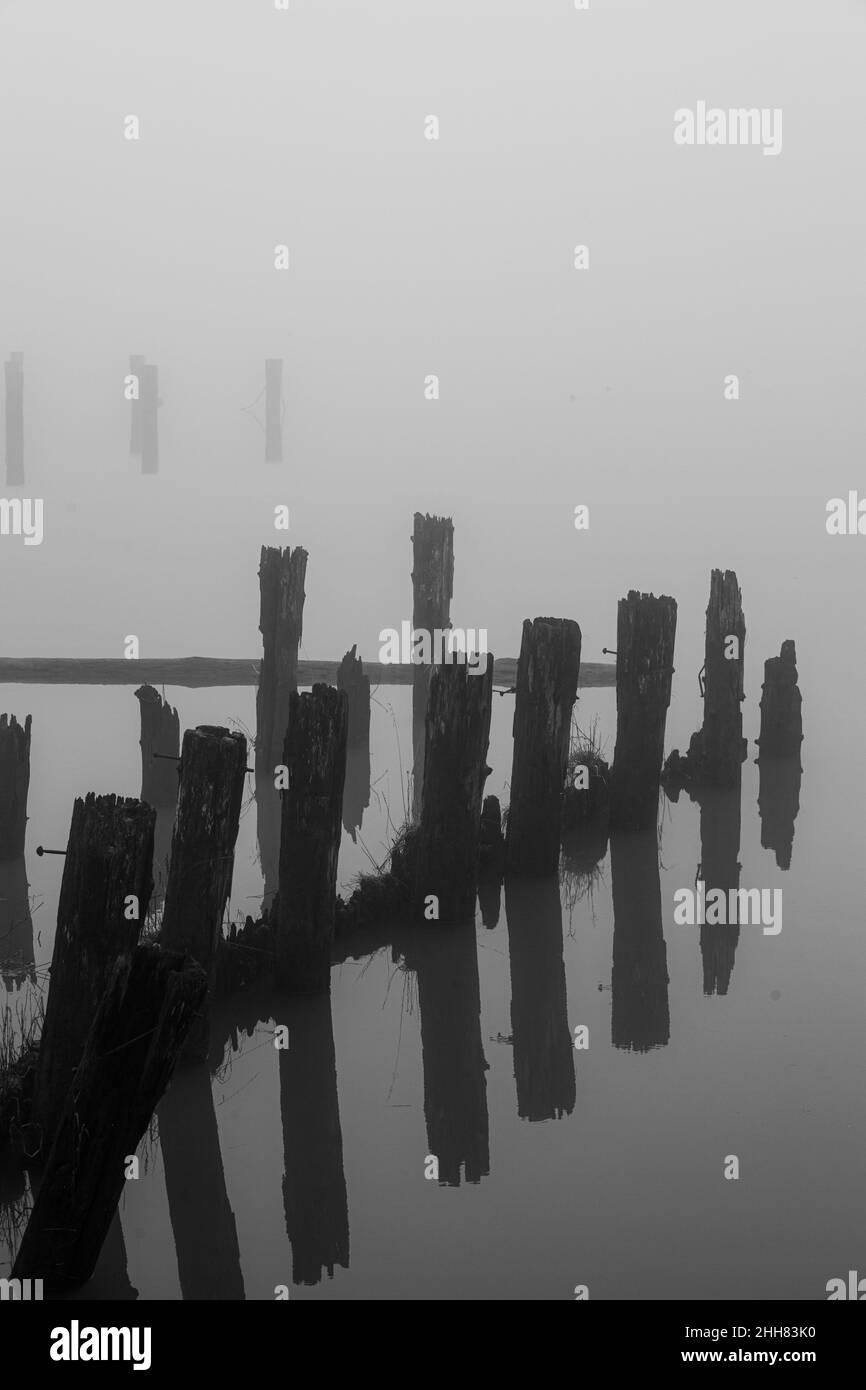 Holzpfeilungen im Nebel entlang der Steveston-Küste in British Columbia, Kanada Stockfoto