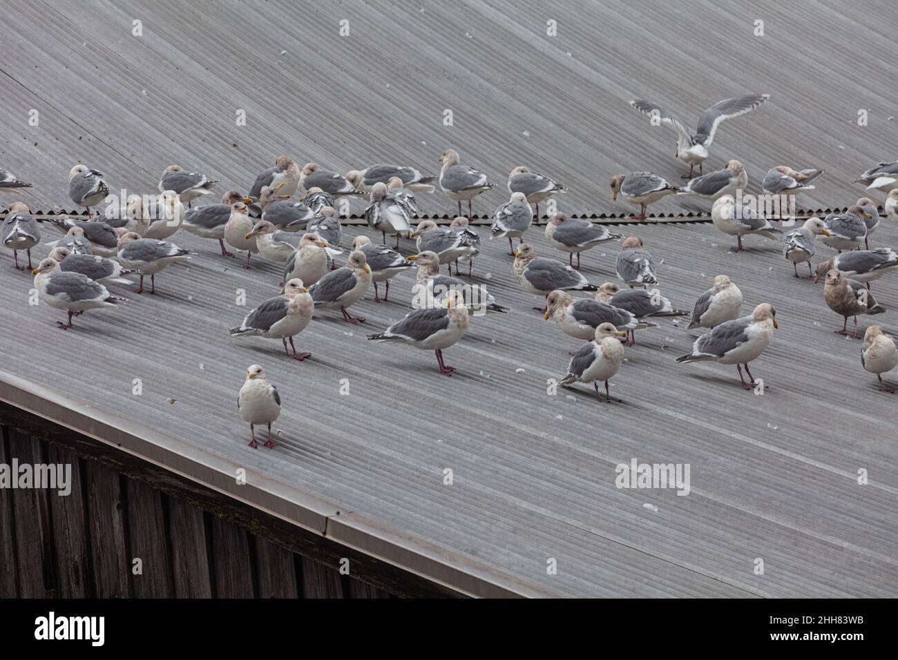 Möwen, die vor dem Wind auf einem Metalldach auf dem Britannia Ship Yard in Steveston British Columbia, Kanada, schützen Stockfoto