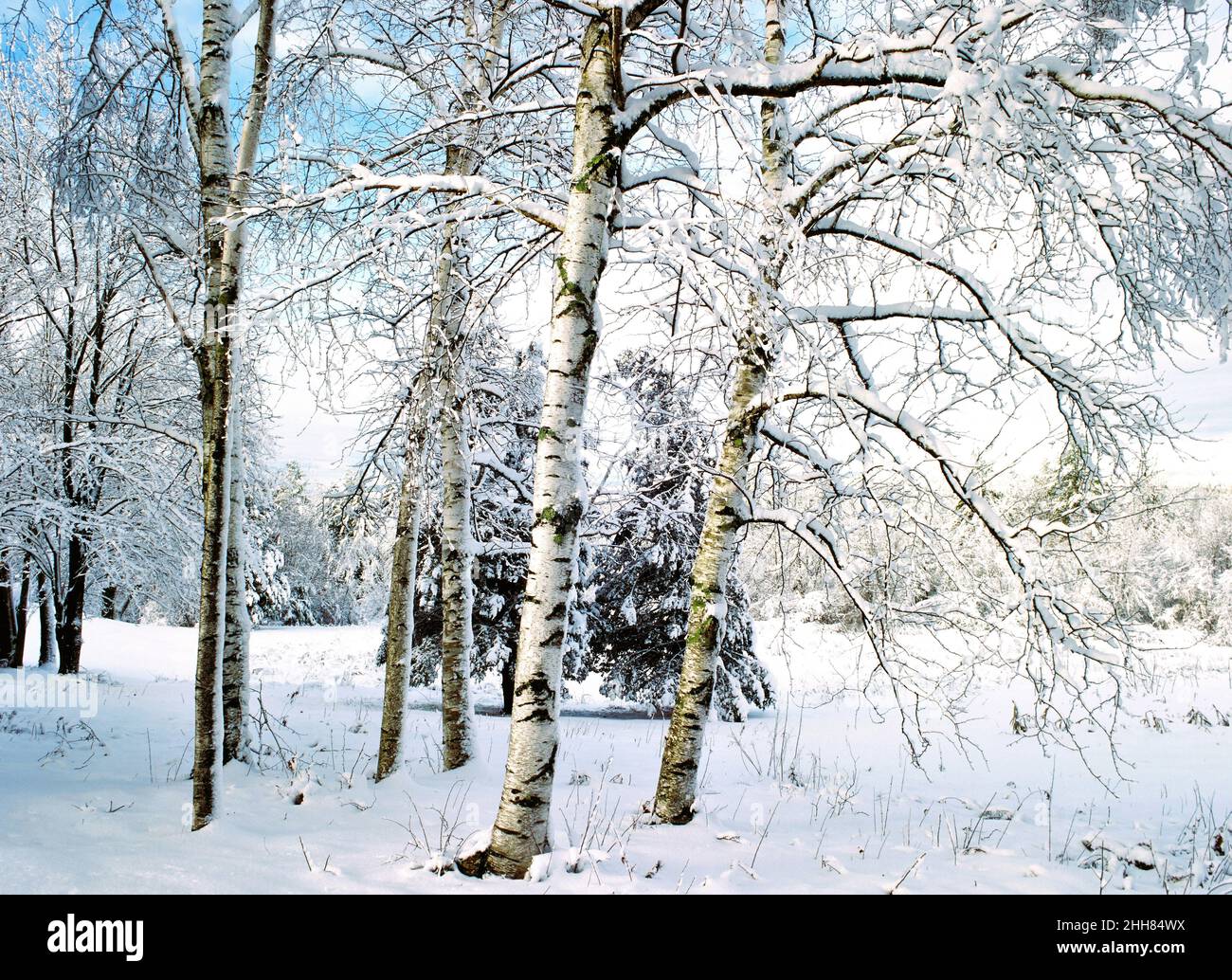 New England weiße Birken im Winter Weide Stockfoto