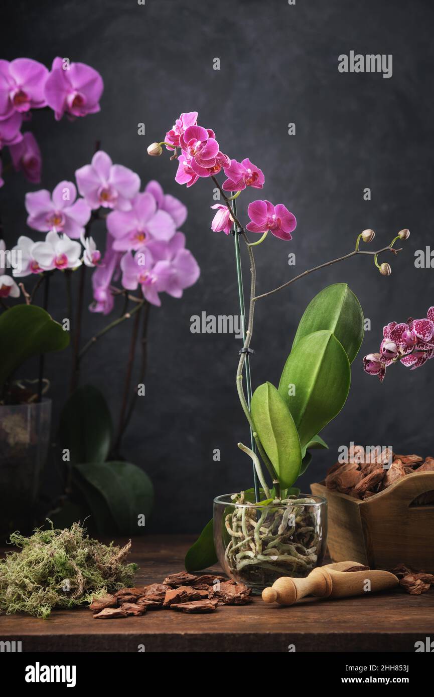 Schöne lila Phalaenopsis Orchidee Blume im Korb. Kiefernrinde, Moos und Schaufel zum Pflanzen von orchis auf dem Tisch. Mehrere blühende phalaenopsis Orchide Stockfoto