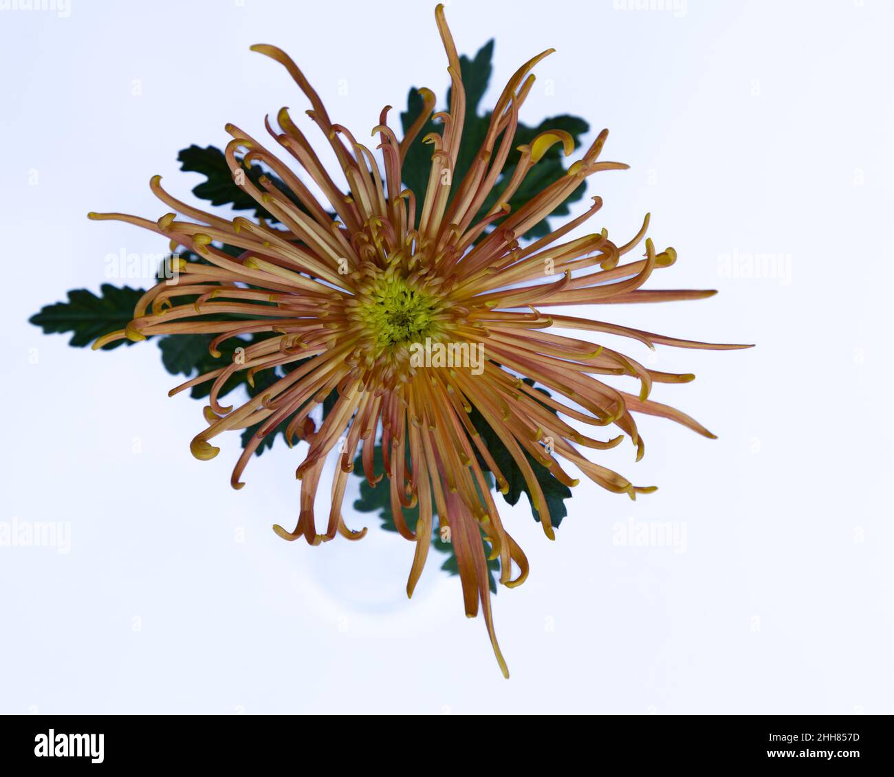 Abgelegene Draufsicht auf ein schönes gelbes Chrysanthemum Stockfoto