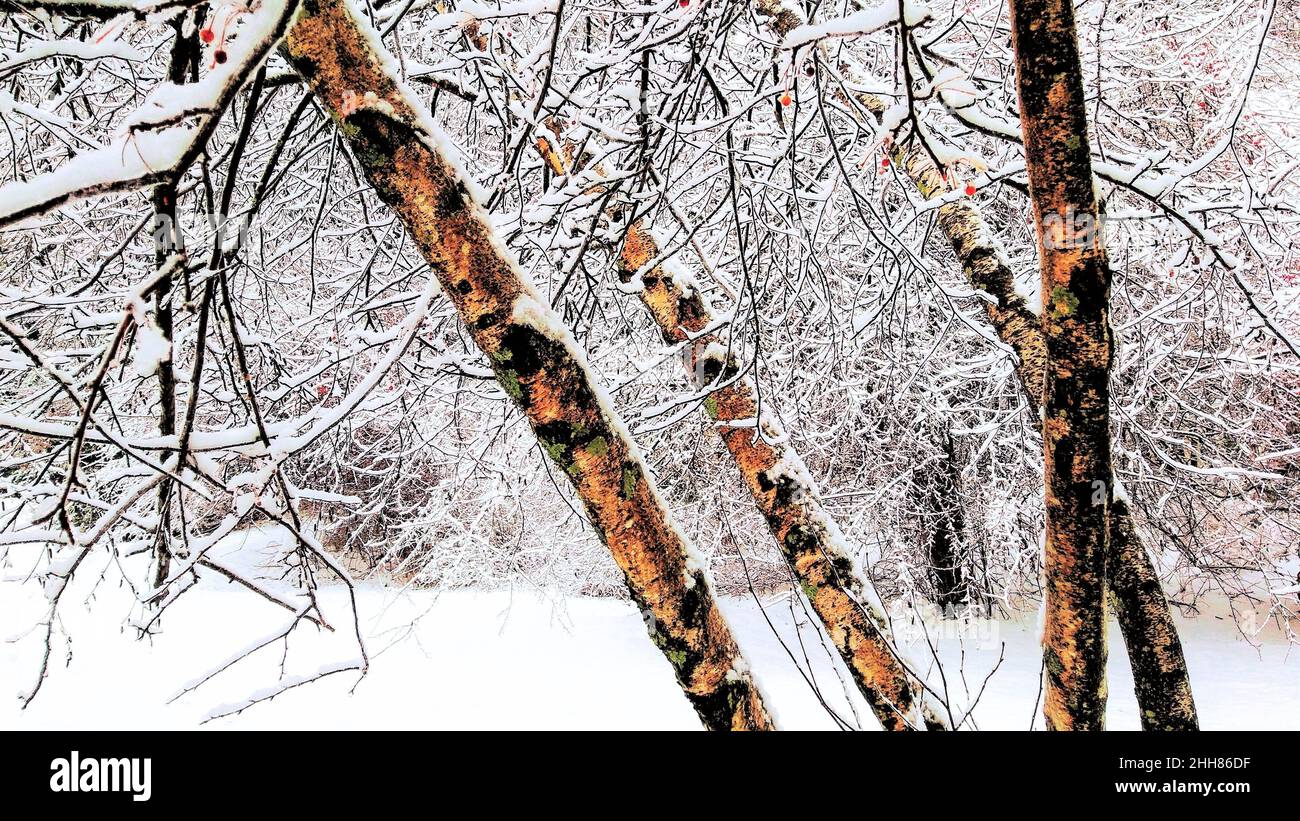 New England Birken im Winterschnee Stockfoto