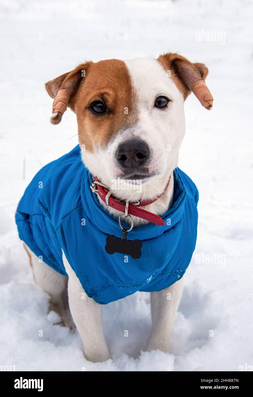 Bicolor Jack Russell Terrier sitzt im Schnee in einer blauen Weste und einem roten Kragen mit einem Anhänger in Form eines schwarzen Knochens und blickt auf die Kamera Stockfoto