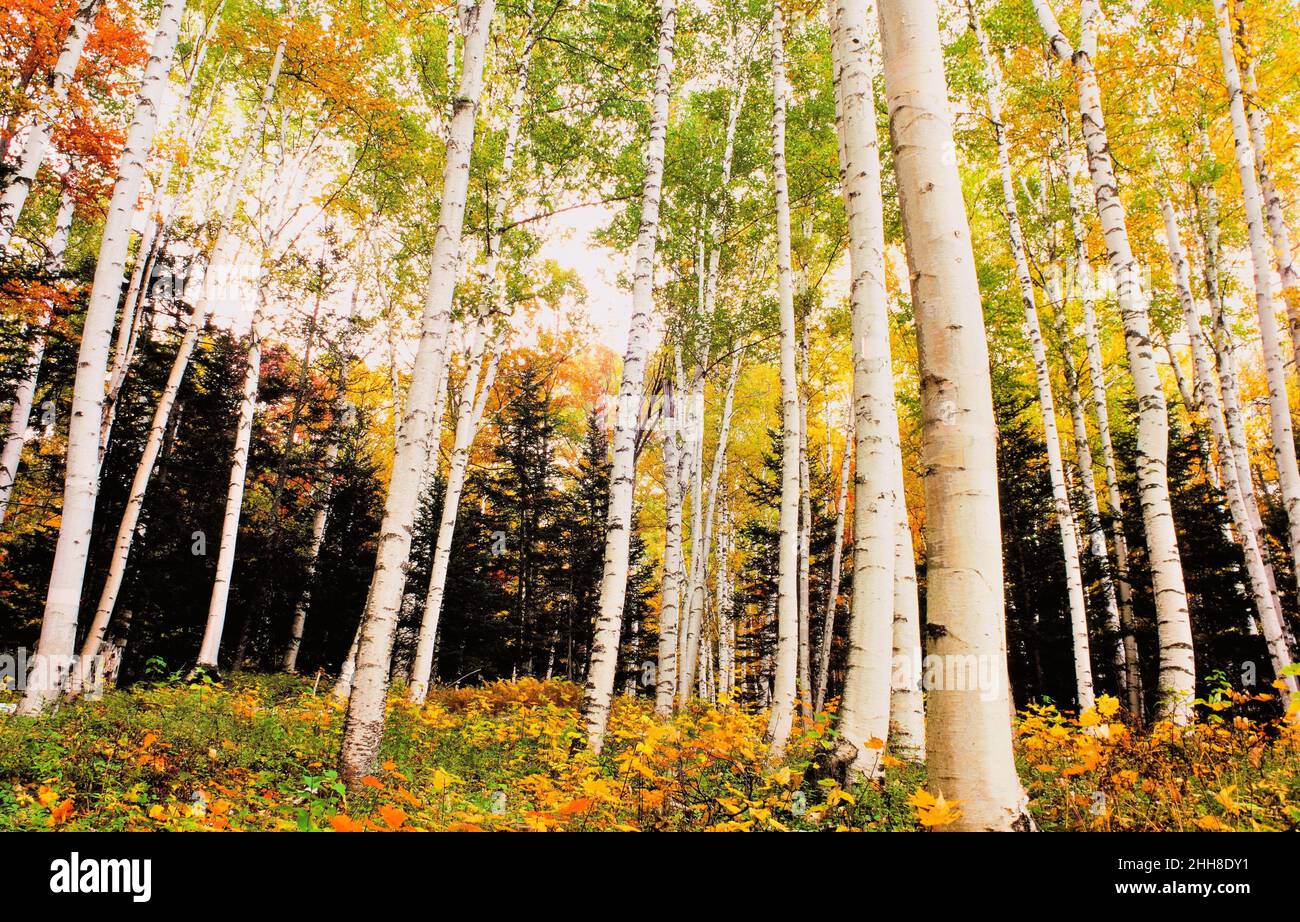 Weiße Birken in Pinkham Notch New Hampshire im Herbst Stockfoto