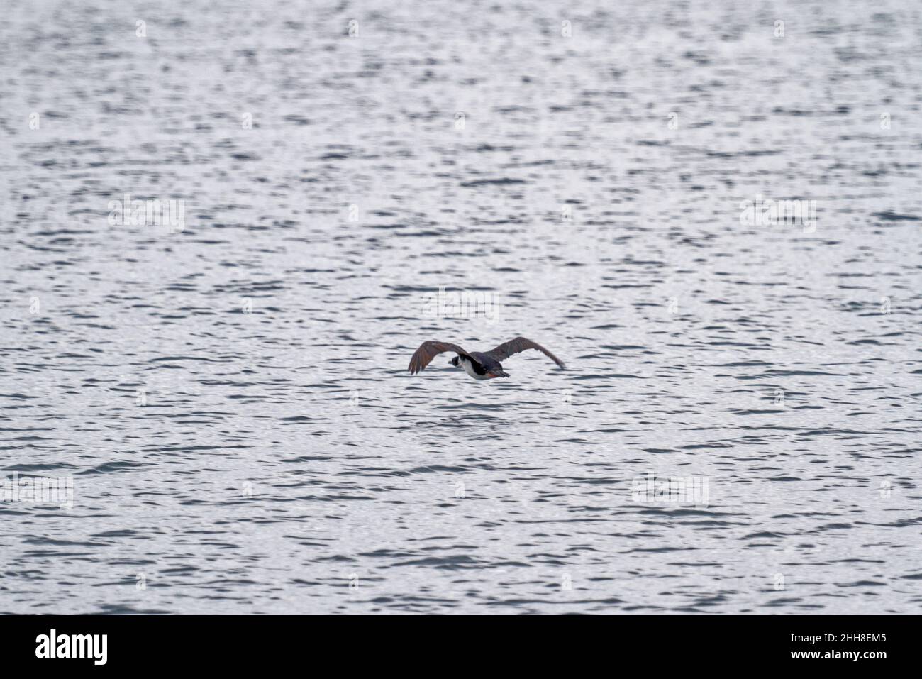 Kormoran im Beagle-Kanal, Ushuaia, Tierra Del Fuego, Argentinien, Südamerika Stockfoto