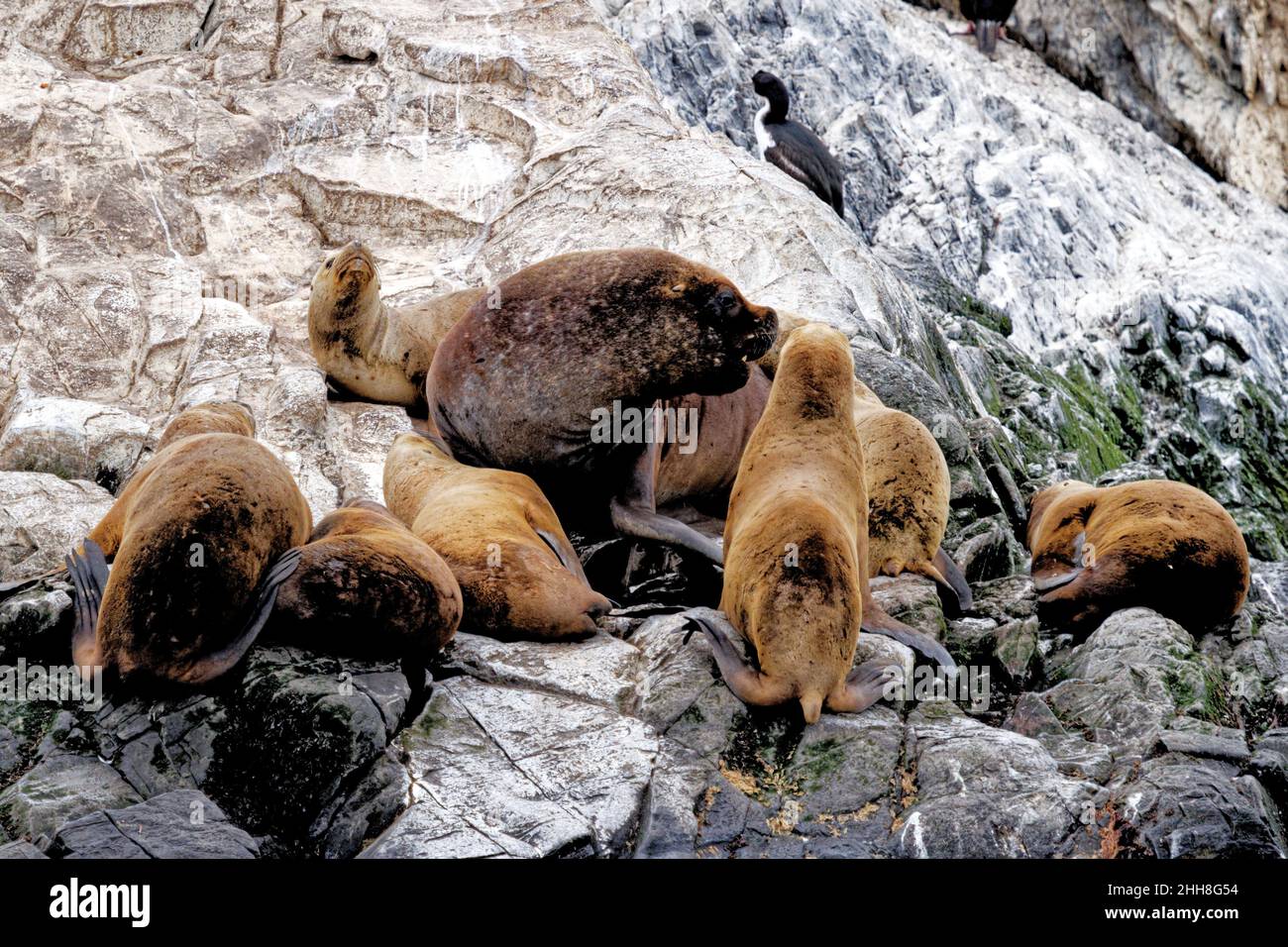Gruppe von Seelöwen auf der Felseninsel La Isla de Los Lobos im Beagle-Kanal, Ushuaia, Patagonien, Argentinien Stockfoto