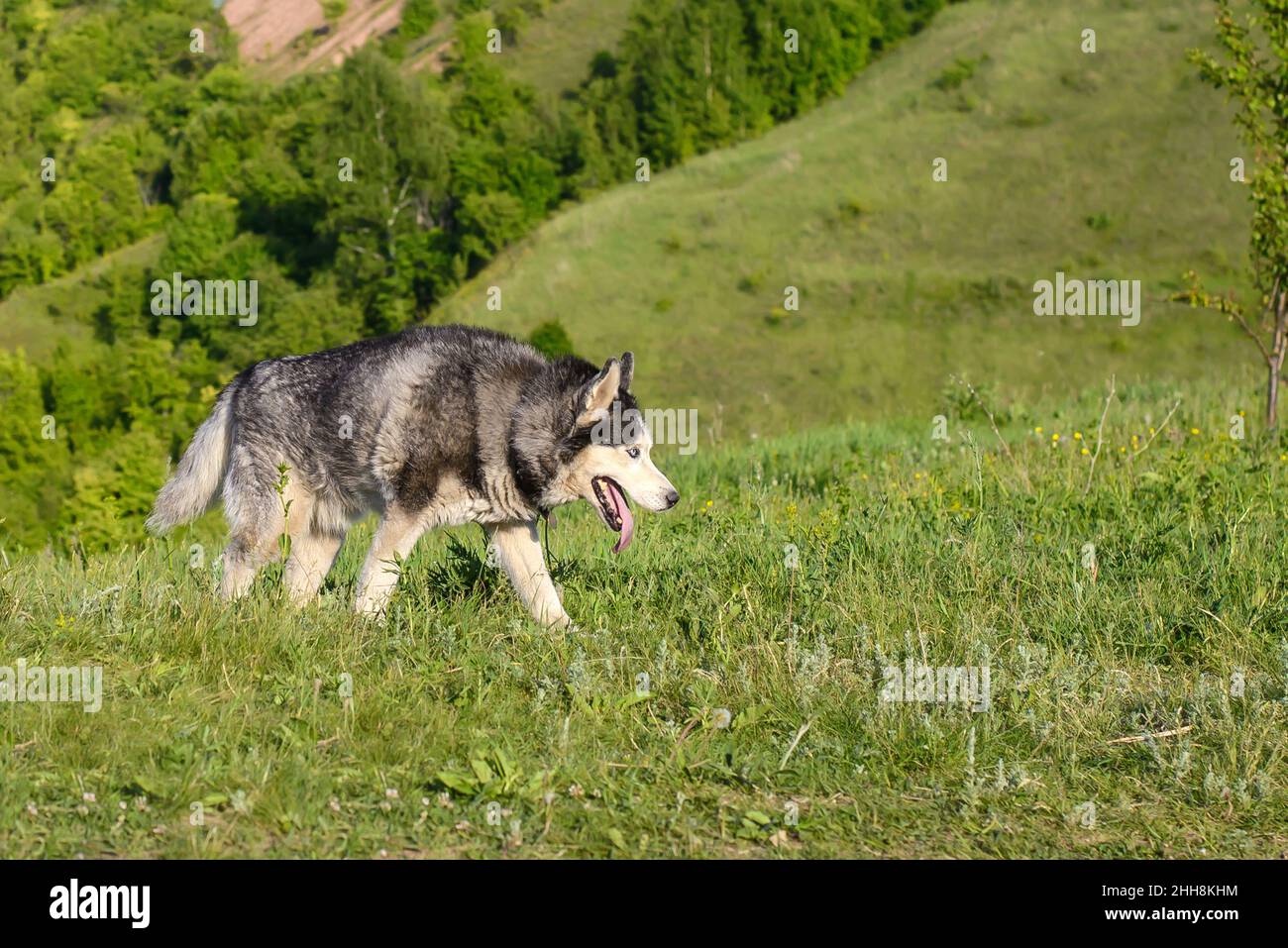 Ein ausgewachsener Husky-Hund geht auf einer Wiese auf dem grünen Gras Stockfoto