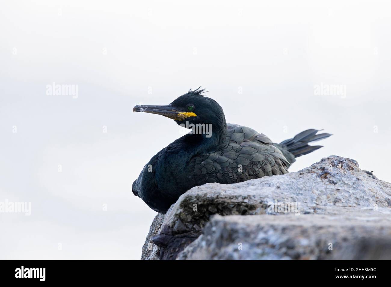 Europäischer Shag (Phalacrocorax aristotelis) mit dem Mittelmeer im Hintergrund. Stockfoto