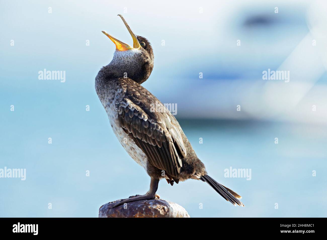 Vogel thronte und lachte. Stockfoto