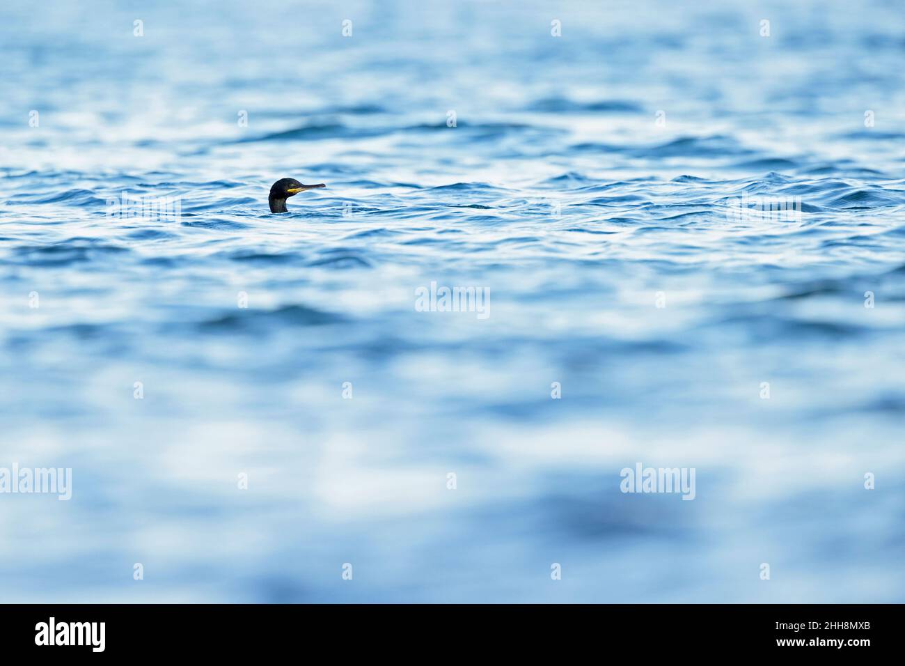 Europäischer Shag (Phalacrocorax aristotelis), der im mittelmeer schwimmt und auf Nahrungssuche geht. Stockfoto