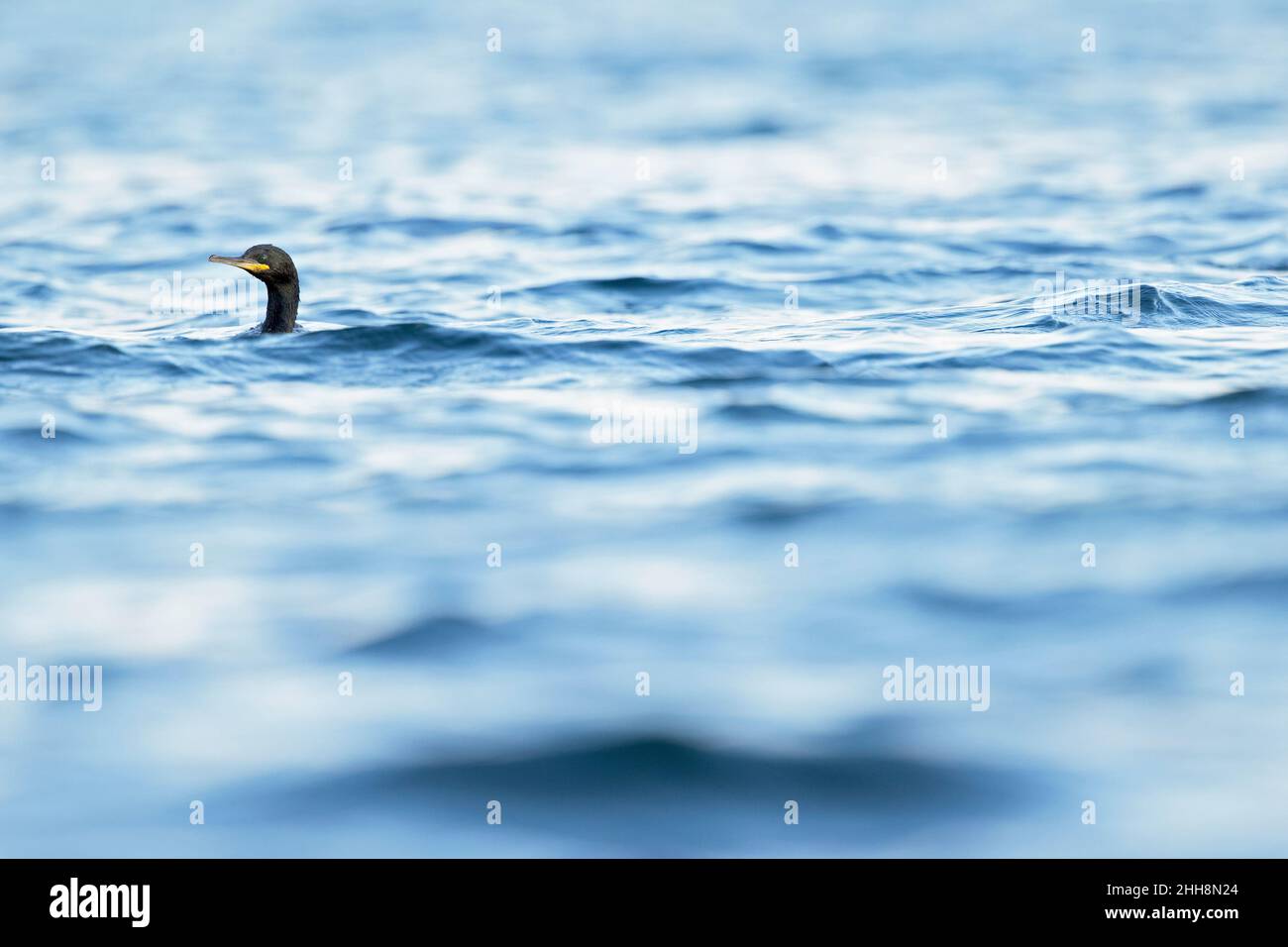 Europäischer Shag (Phalacrocorax aristotelis), der im mittelmeer schwimmt und auf Nahrungssuche geht. Stockfoto
