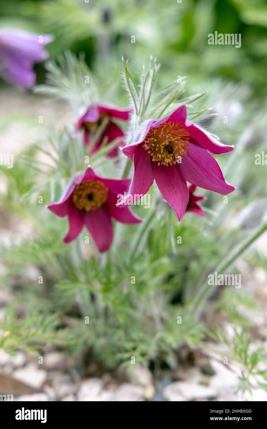 Im Frühling blüht die Pulsatilla vulgaris im Garten rot Stockfoto