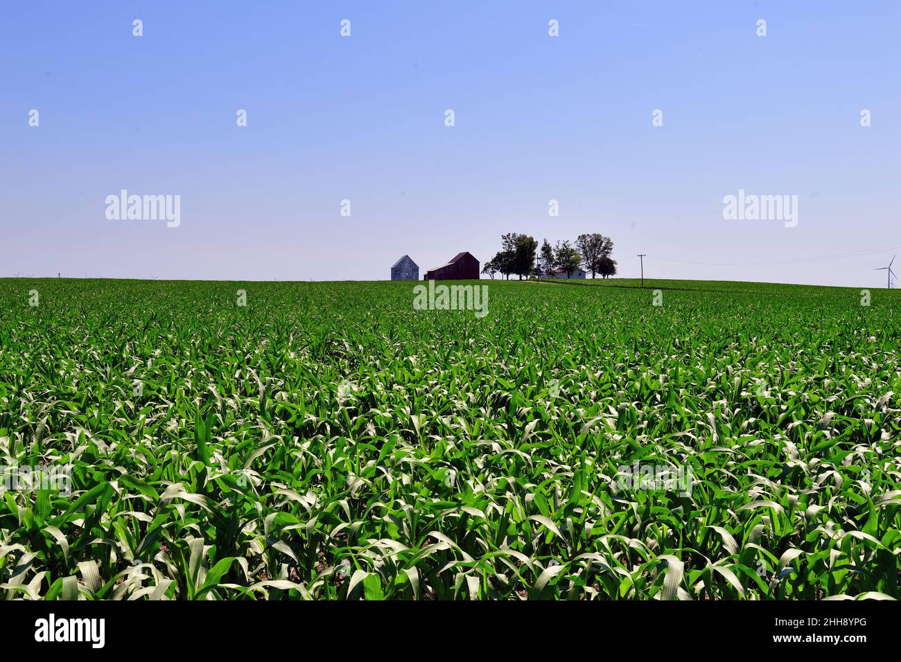 Malta, Illinois, USA. Eine Weite von jungen Mais, die so weit das Auge reicht, nur unterbrochen von landwirtschaftlichen Gebäuden im fernen Hintergrund. Stockfoto