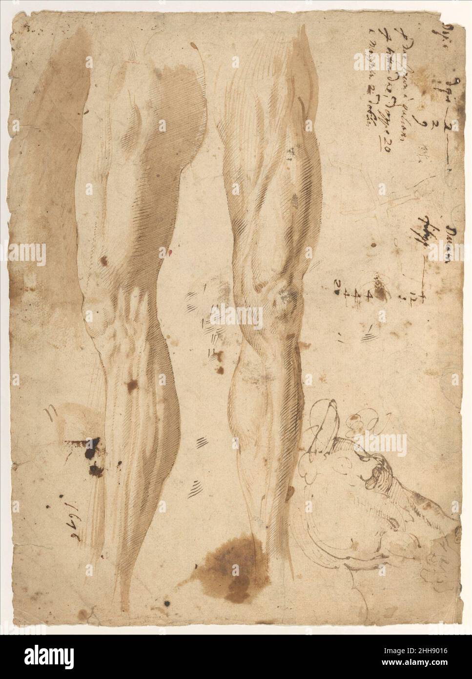 Studien über das Bein eines Mannes und eines Pferdekopfes (recto); Skizzen des Rückens der linken Schulter eines Mannes und eines verketteten (?) Abbildung. Zweites Viertel 16th Jahrhundert Mittelitalienisch die detaillierten Untersuchungen der muskulären Struktur des menschlichen Beins, die aus verschiedenen Blickwinkeln auf diesem Blatt betrachtet werden, belegen die Bedeutung anatomischer Studien während der Renaissance. Um die menschliche Form besser zu verstehen, führten Künstler wie Leonardo und Michelangelo Zersektionen durch. Die nicht zusammenhängenden Anmerkungen der Buchhaltungsinformationen am rechten Rand wurden von einer späteren Hand geschrieben. Studien des Beins von A Stockfoto