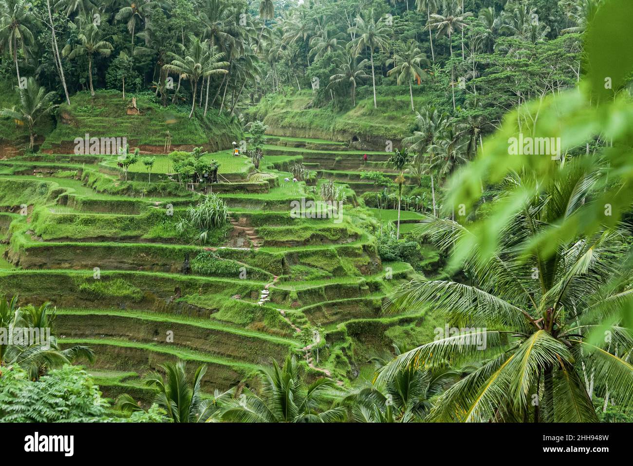 Typische südostasiatische Landschaft mit Reisfeldern, Bali, Indonesien Stockfoto