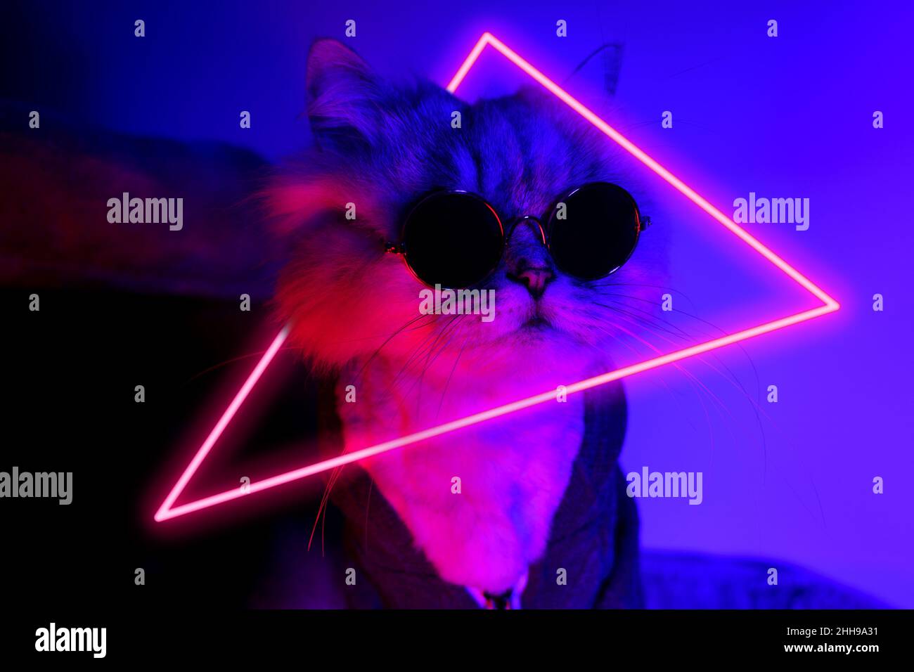 Porträt von lustigen Party-Katze in Kleidung und Sonnenbrille mit Neonlicht Stockfoto