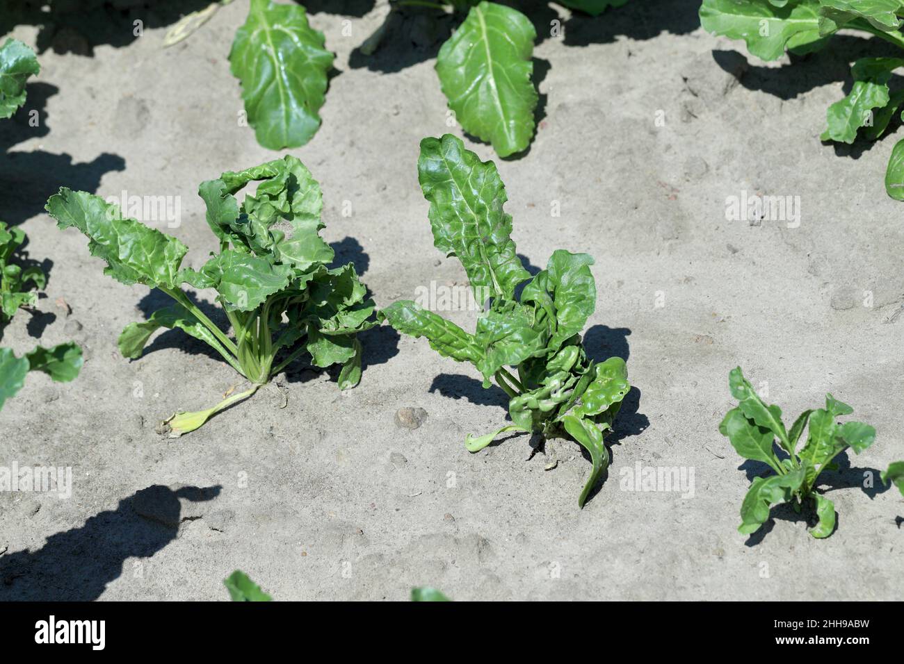 Rübenpflanzen, die durch Pflanzenschutzmittel beschädigt werden - Phytotoxizität, deformierte Pflanzen. Stockfoto
