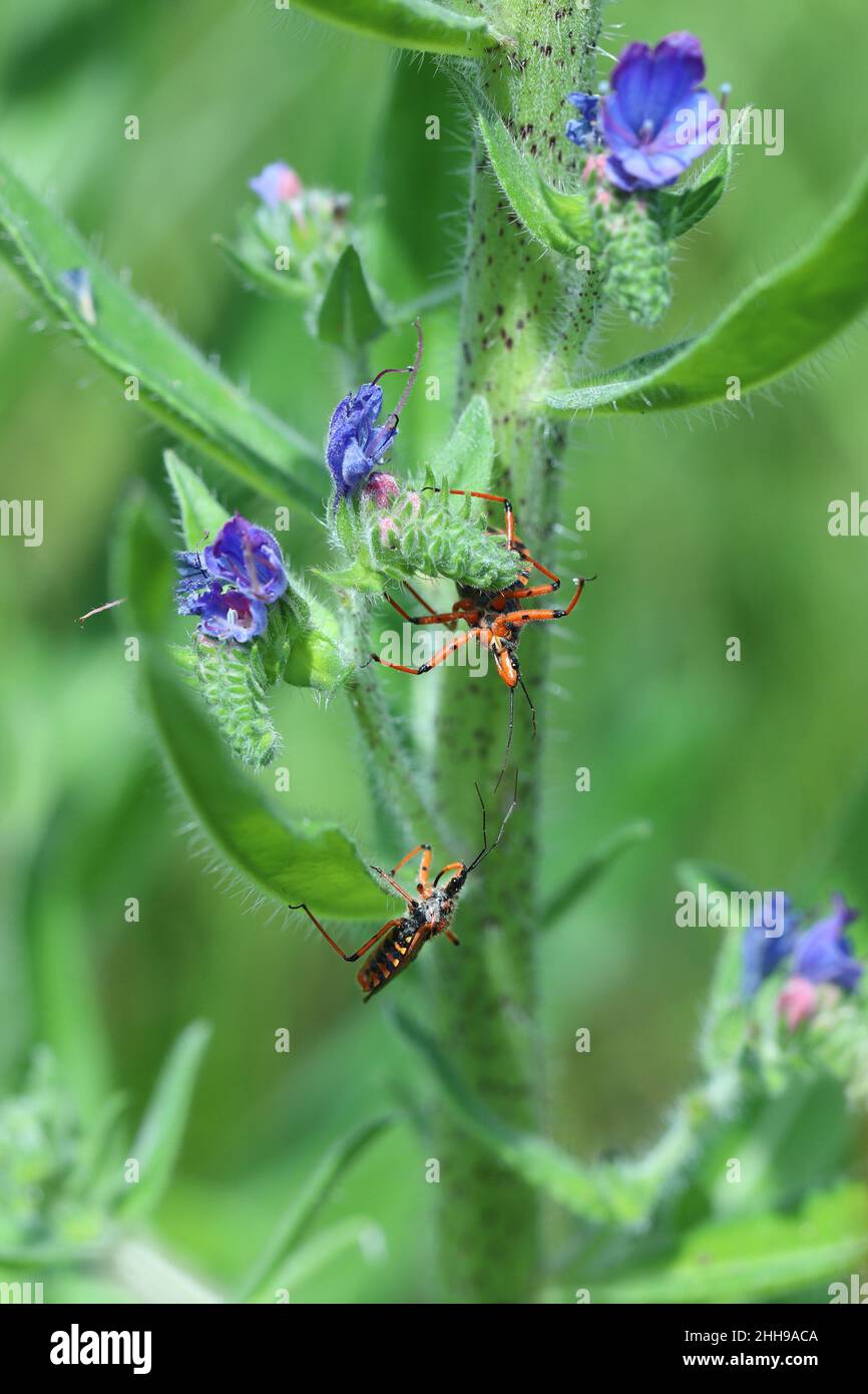Ein erwachsener, rot-schwarzer Attentäter und ein fädiger Käfer (Rhynocoris iracundus, Reduviidae), der auf einer Blume sitzt. Stockfoto