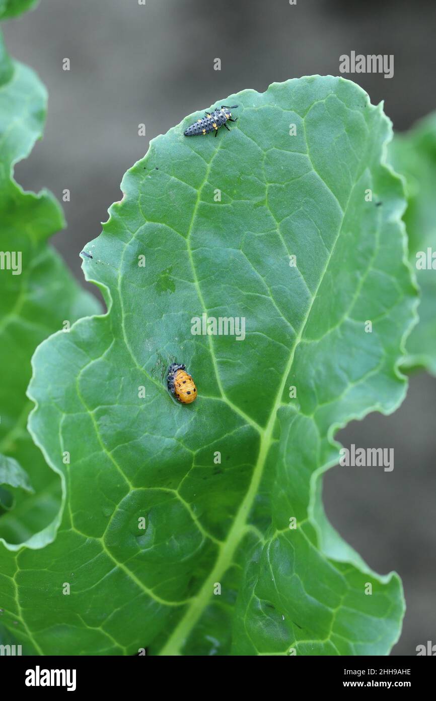 Die Larven der Siebenfleckigen Marienkäfer - Coccinella septempunctata, die Blattläuse auf den Blättern der Zuckerrübe frisst. Stockfoto