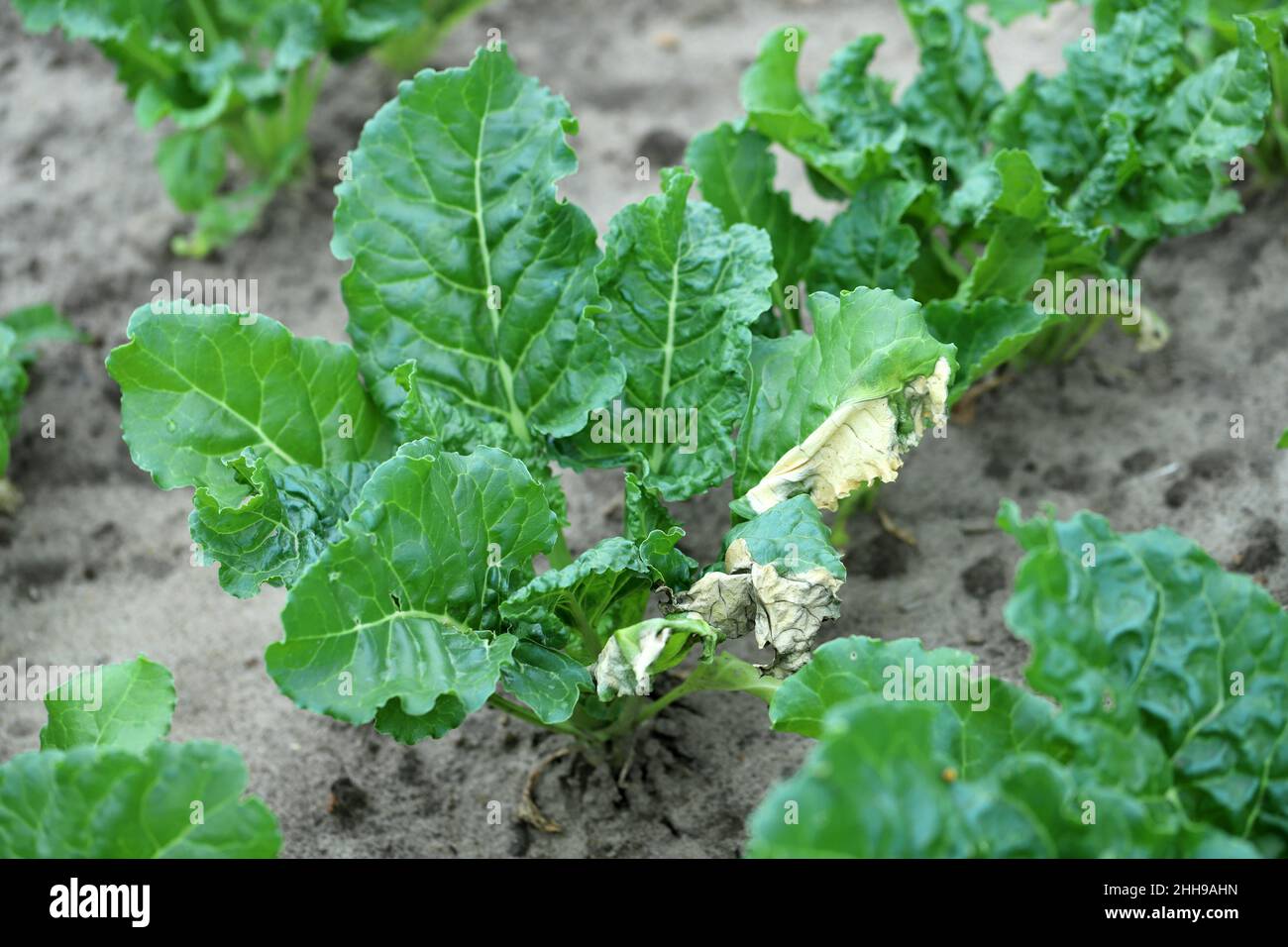 Zuckerrübenpflanzen mit Symptomen einer bakteriellen Infektion - trocknende Blätter. Stockfoto