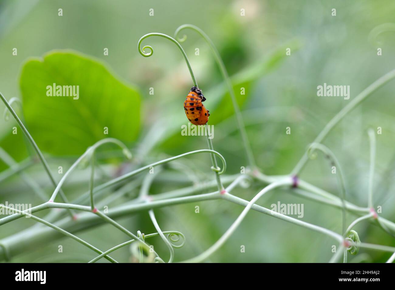 Puppe eines Marienkäfer an Erbsensprossen in einem kultivierten Feld. Stockfoto