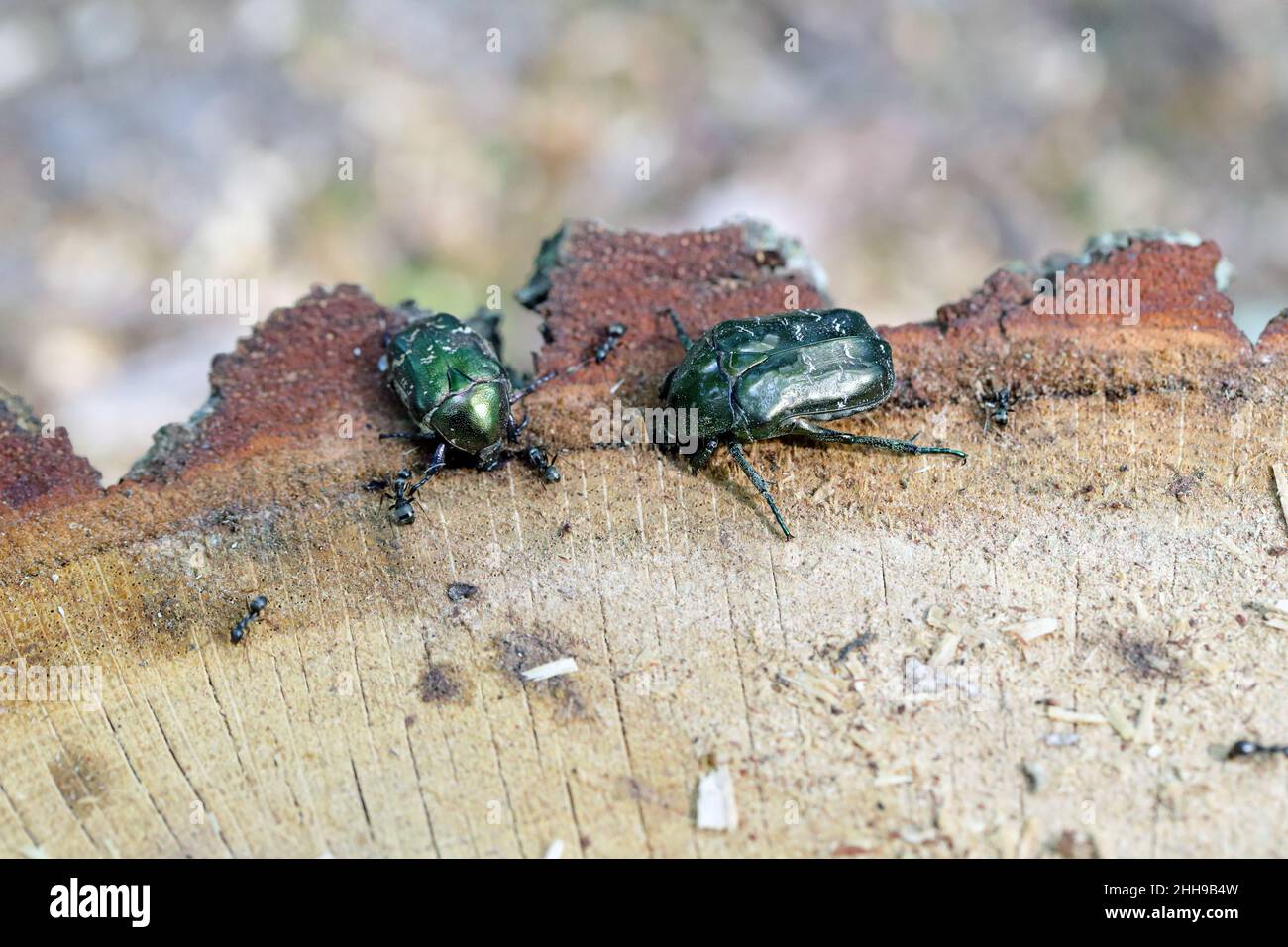 Cetonia aurata nannte den Rosenchafer und Protaetia lugubris. Insekten, die Saft trinken, aus einem Eichenstumpf nach einem gefällten Baum im Wald auslaufen. Stockfoto