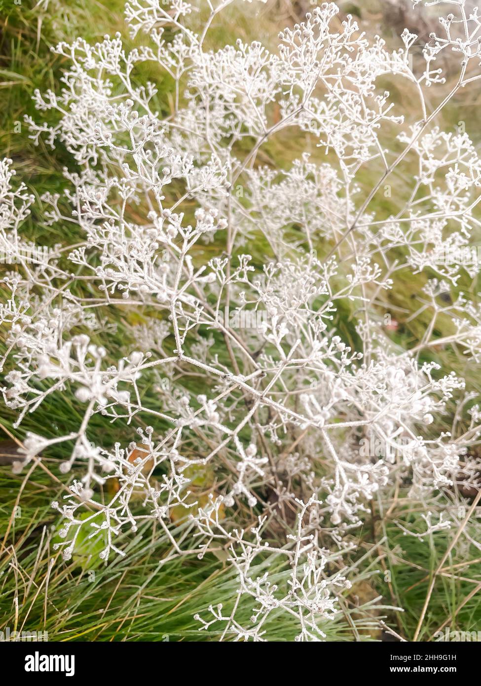 Letztes Jahr Gras mit Frost bedeckt, sehr kaltes Wetter im Winter Stockfoto