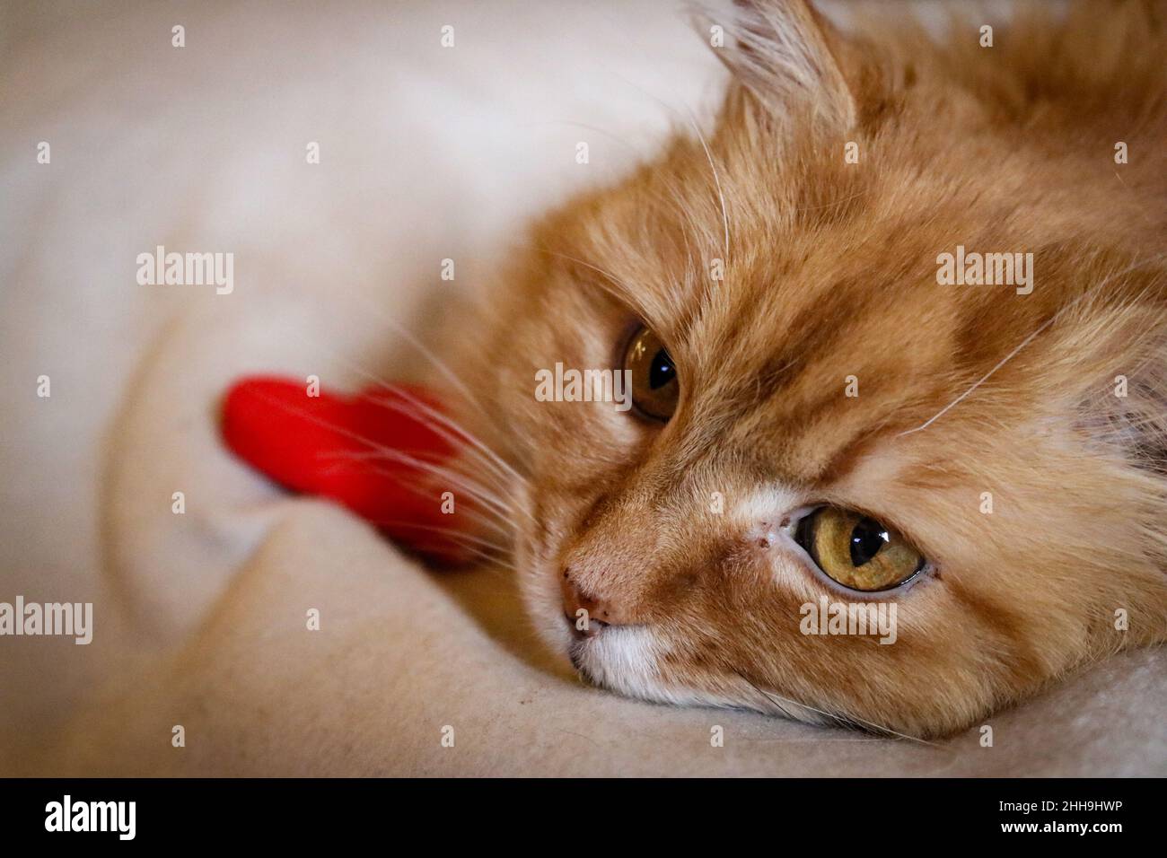 Katze pfote im herz -Fotos und -Bildmaterial in hoher Auflösung – Alamy