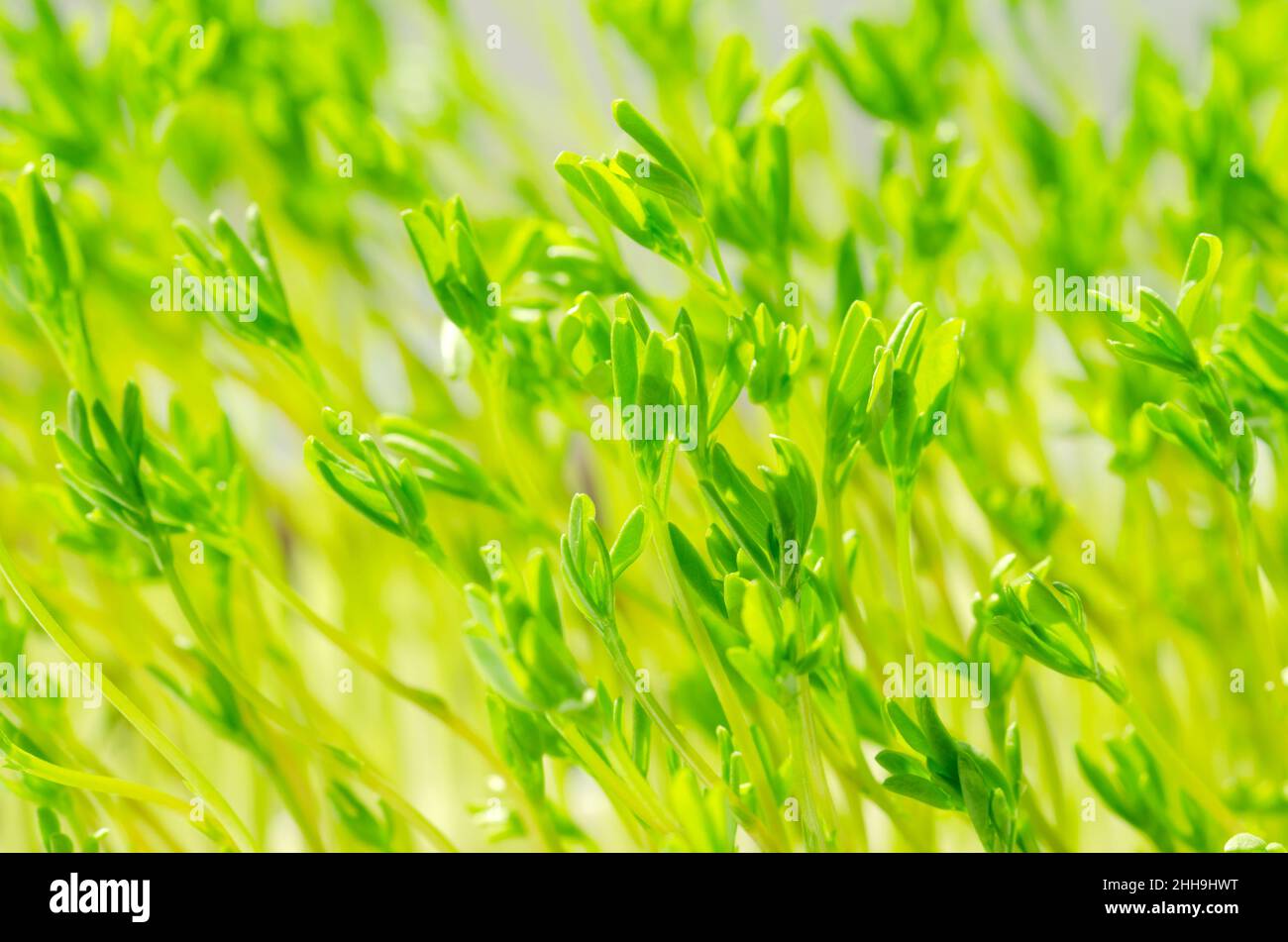 Puy-Linsen-Aufnahmen, Makroaufnahmen aus nächster Nähe. Le Puy Linsen-Mikrogrün. Junge Pflanzen, Sämlinge von französischen grünen Linsen, gekeimt Lens esculenta puyensis. Stockfoto