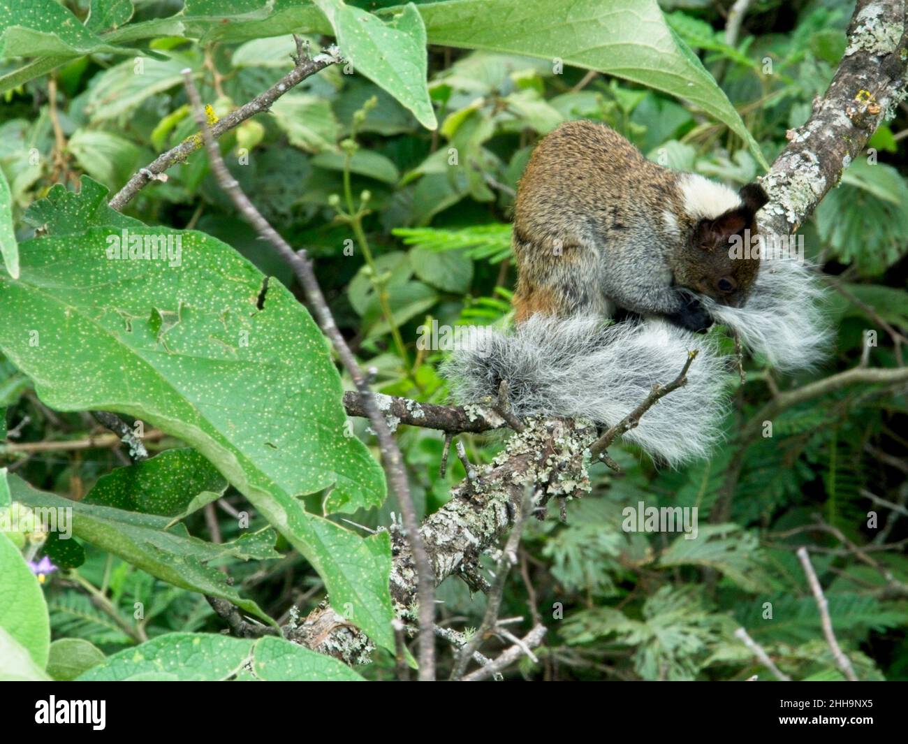 Nahaufnahme eines buschigen Guayaquil-Eichhörnchens (Sciurus stramineus), das in einem Baum ruht, mit einem Schwanz, der um den Körper gewickelt ist, in Vilcabamba, Ecuador. Stockfoto