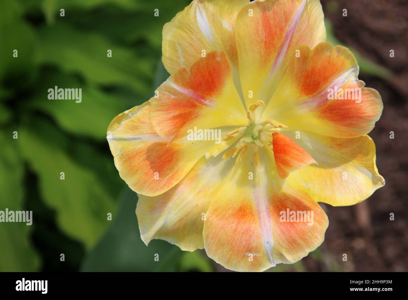 Eine Wildblume mit zarten Blütenblättern, gestreift in orange, gelb und weiß, Early Spring, IL. Stockfoto