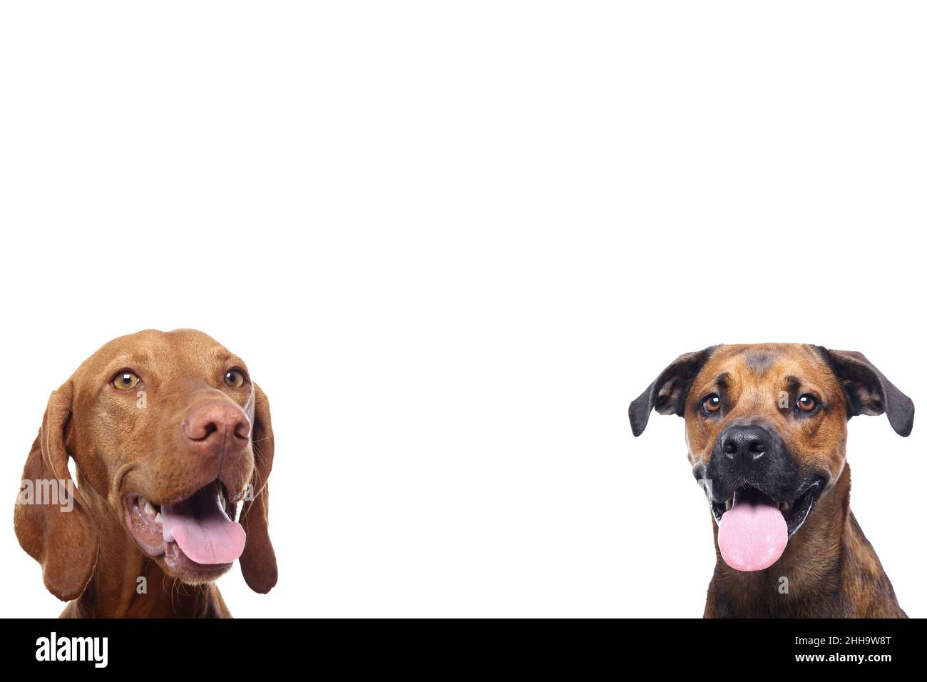 Gruppe von schönen Hunden vor einem weißen Hintergrund Stockfoto