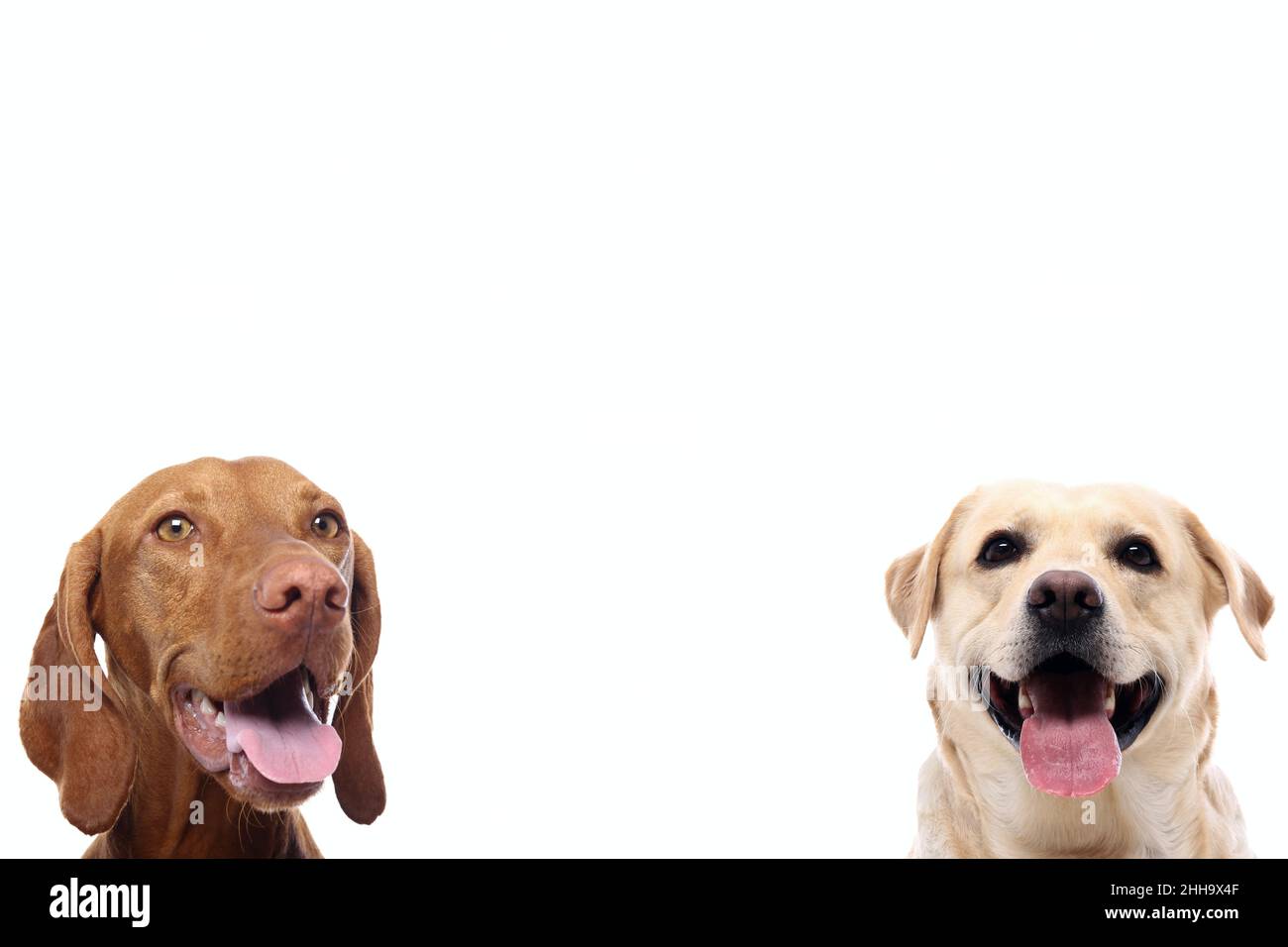 Gruppe von schönen Hunden vor einem weißen Hintergrund Stockfoto