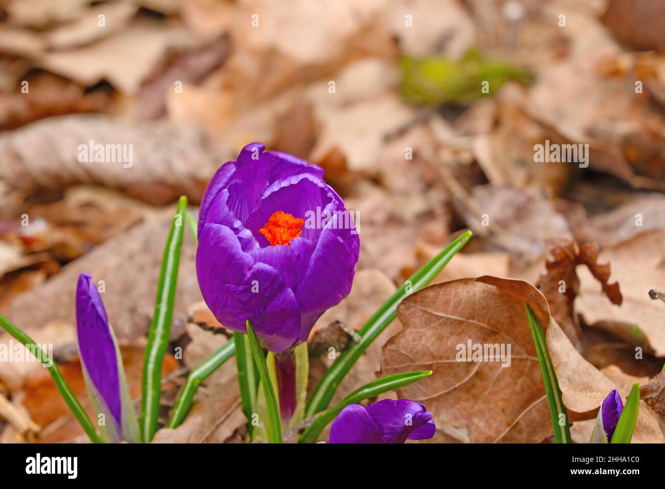 Blick auf wunderschöne blühende Krokusse im Frühling Stockfoto