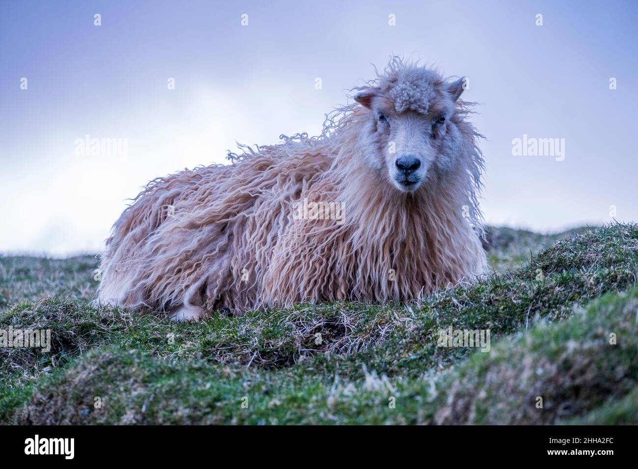 Ein wolliges Schaf, das auf einer grünen Decke ruht.2 Stockfoto