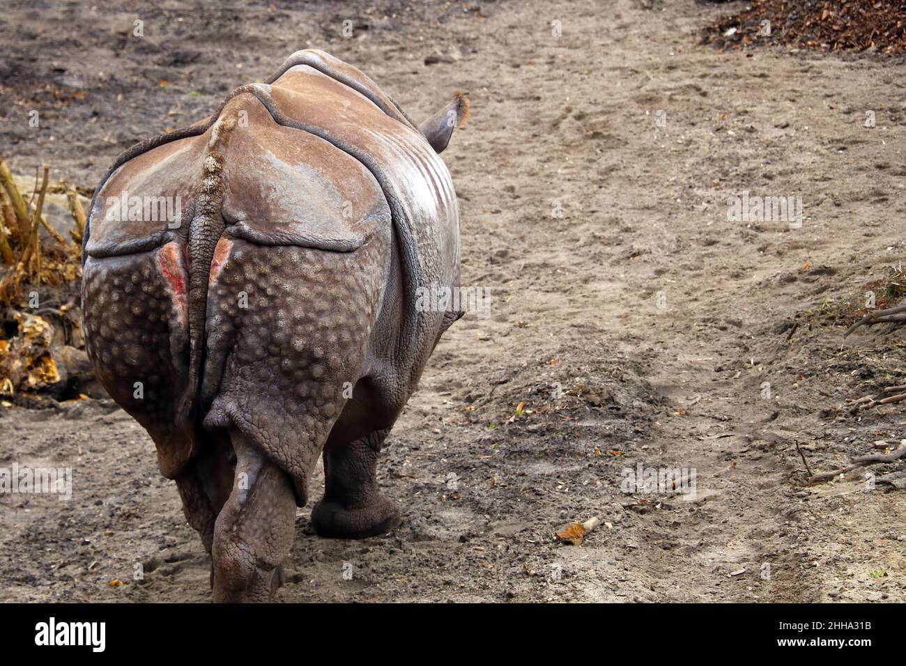 Rückansicht eines erwachsenen Nashorns im Park Stockfoto