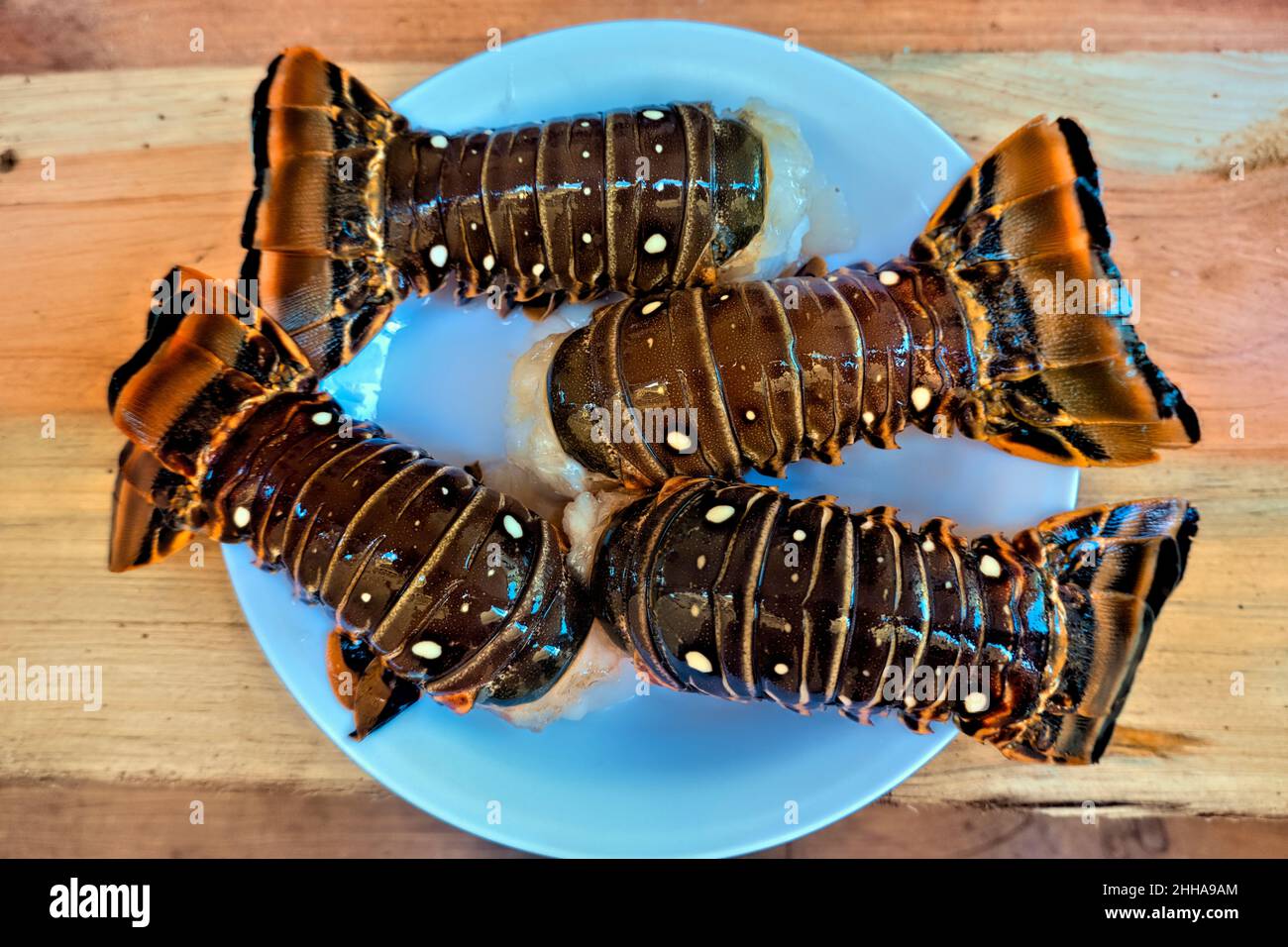 Frischer karibischer Hummer, Little Corn Island, Nicaragua Stockfoto