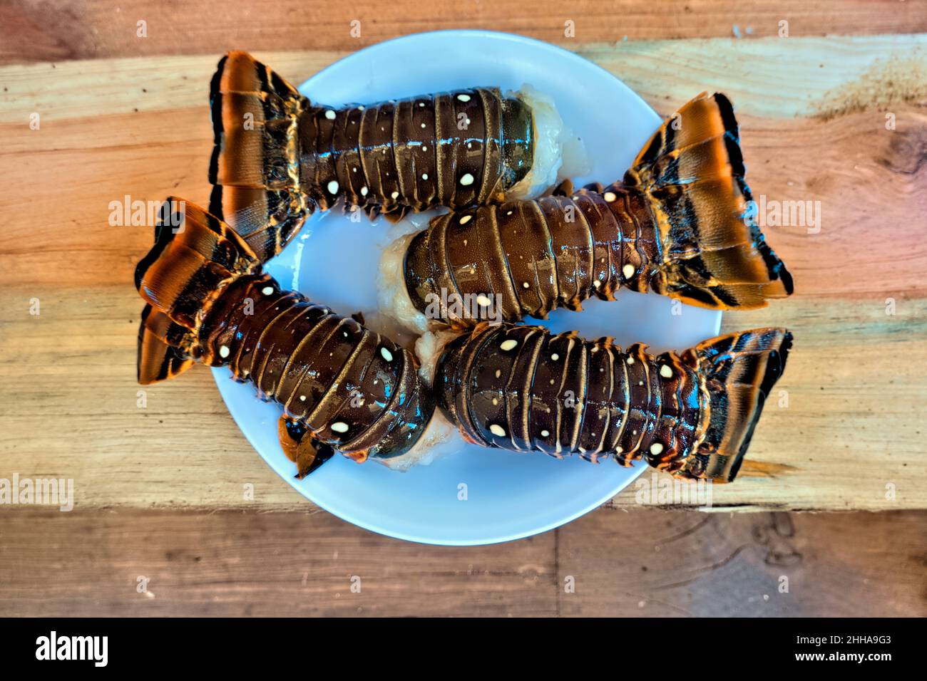 Frischer karibischer Hummer, Little Corn Island, Nicaragua Stockfoto