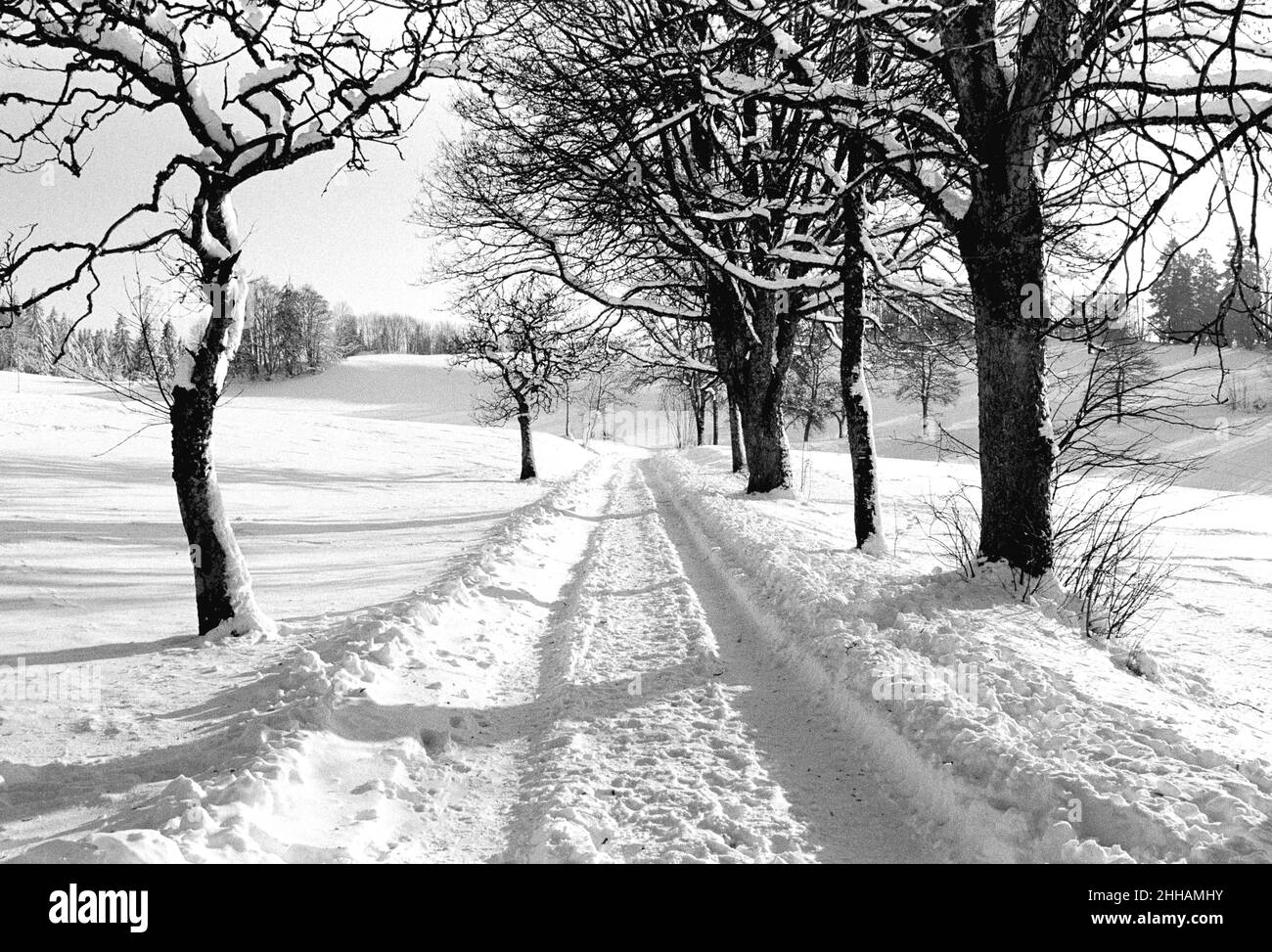 Schwarz-weiß-Foto eines Weges in einem schneebedeckten Feld, das von einem Kiefernwald umgeben ist, Pontarlier, Franche-Comté, Jura, Frankreich, Europa, 2007. Stockfoto