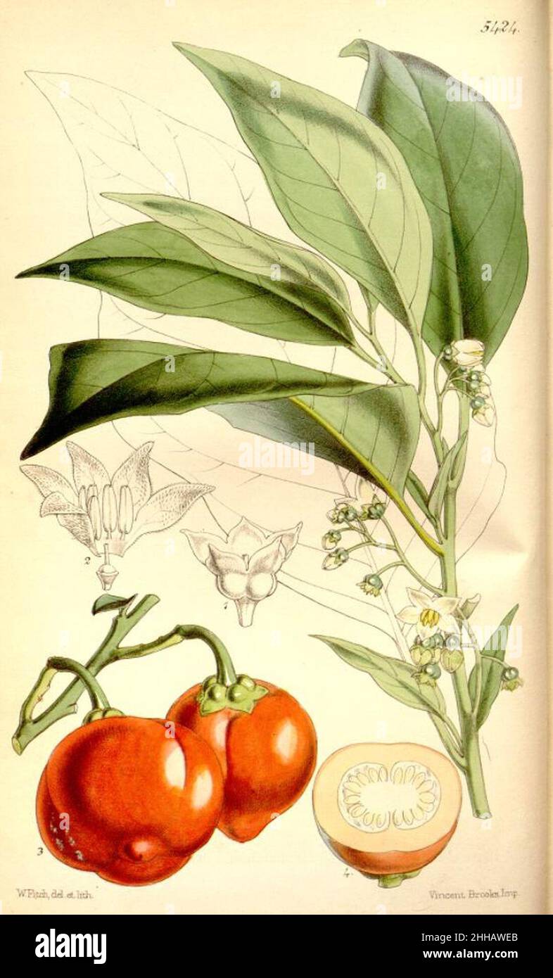 Solanum uporo. Stockfoto