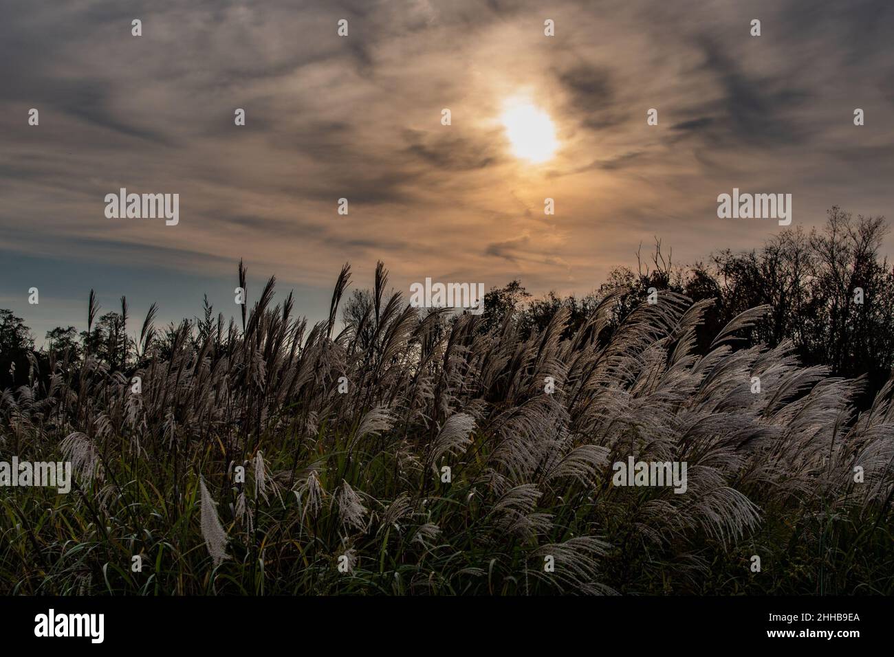 Herbstuntergang in der Upland Meadow, York County, Pennsylvania, USA Stockfoto