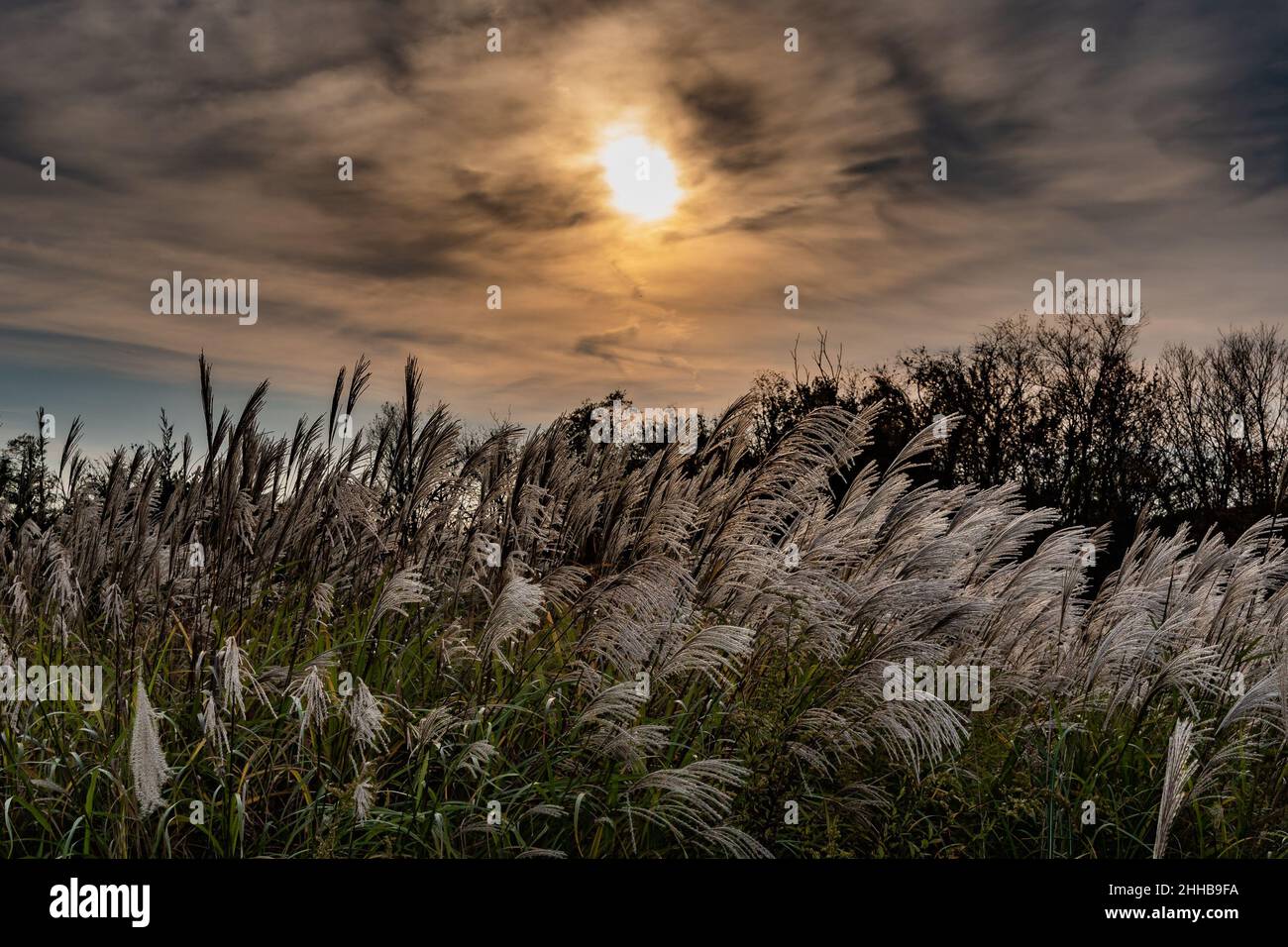 Zauberhafter Sonnenuntergang im Herbst in der Upland Meadow, York County, Pennsylvania, USA Stockfoto