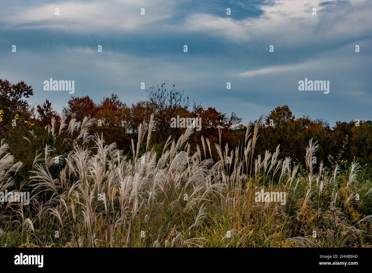 Abenddämmerung auf der Upland Meadow, York County, Pennsylvania, USA Stockfoto