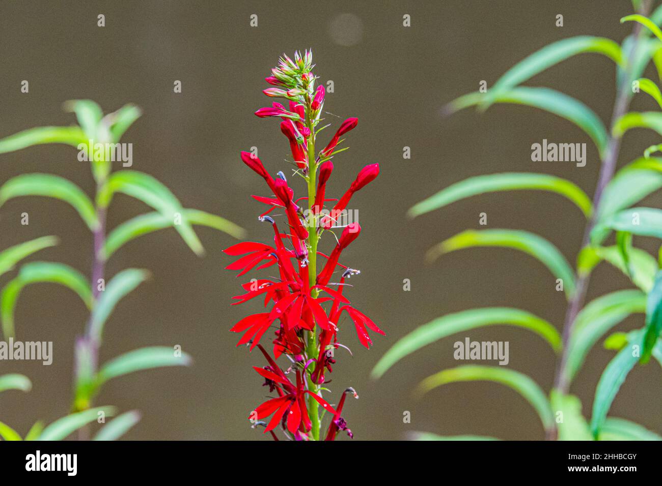 Kardinal Blume (Lobelia Cardinalis) Stockfoto